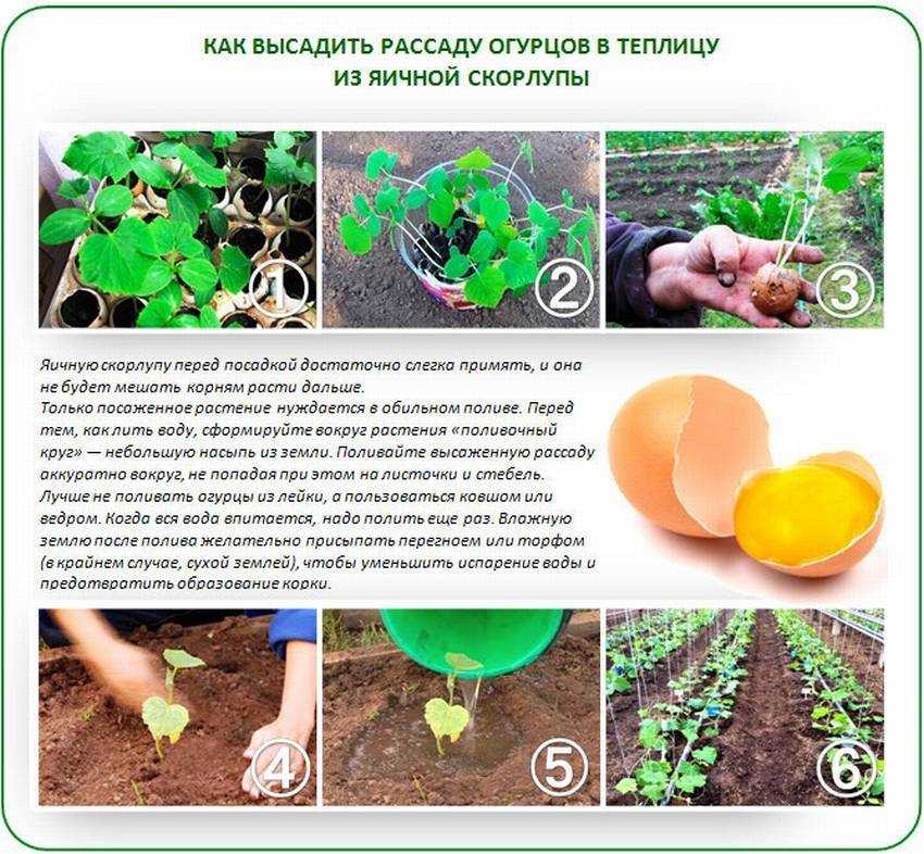 Как садить огурцы семенами — семена | описание, советы, отзывы, фото и видео — как сажать огурцы семенами — про огород