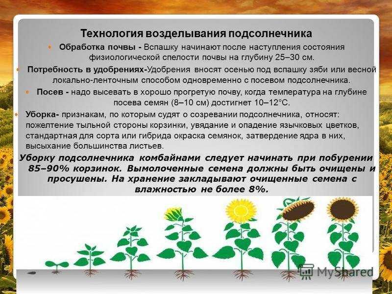 Подсолнечник – общая характеристика, ботаническое описание, сорта