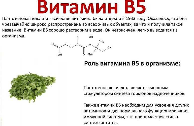 Петрушка: калорийность 100 грамм свежей и сушеной зелени, энергетическая и пищевая ценность (бжу), химический состав и сколько и каких витаминов в ней содержится?