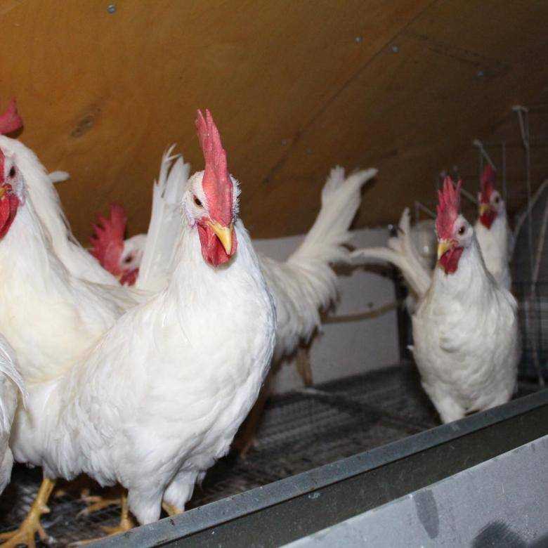 Супер ник: продуктивный яичный кросс. неприхотлив к условиям содержания и выгоден для коммерческого использования