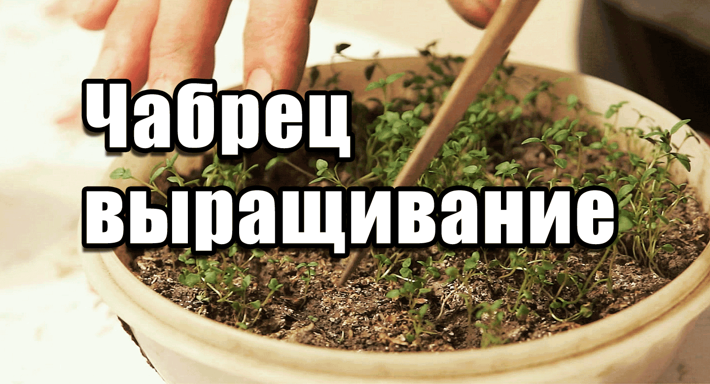 Растение тимьян: как выращивать в квартире и на огороде, виды, фото