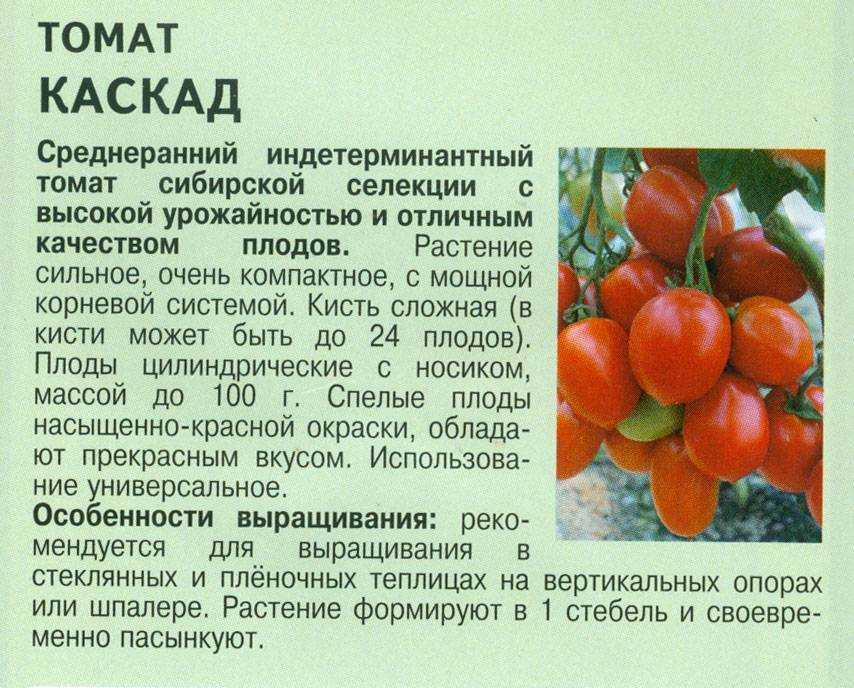 Томат самара
