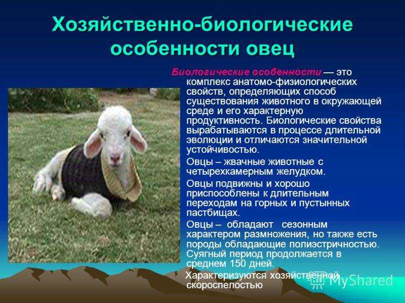 Баран — описание и характеристика, виды и обитание + 91 фото