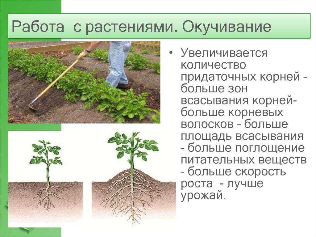 Характеристика и правила ухода за капустой амагер 611