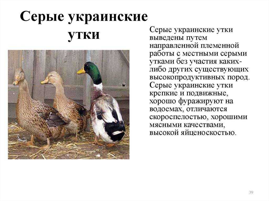 Утка голубой фаворит: описание породы, фото, отзывы, разведение