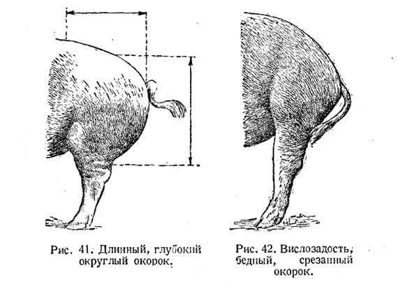 Анемия поросят - разновидности и симптомы, варианты лечения
