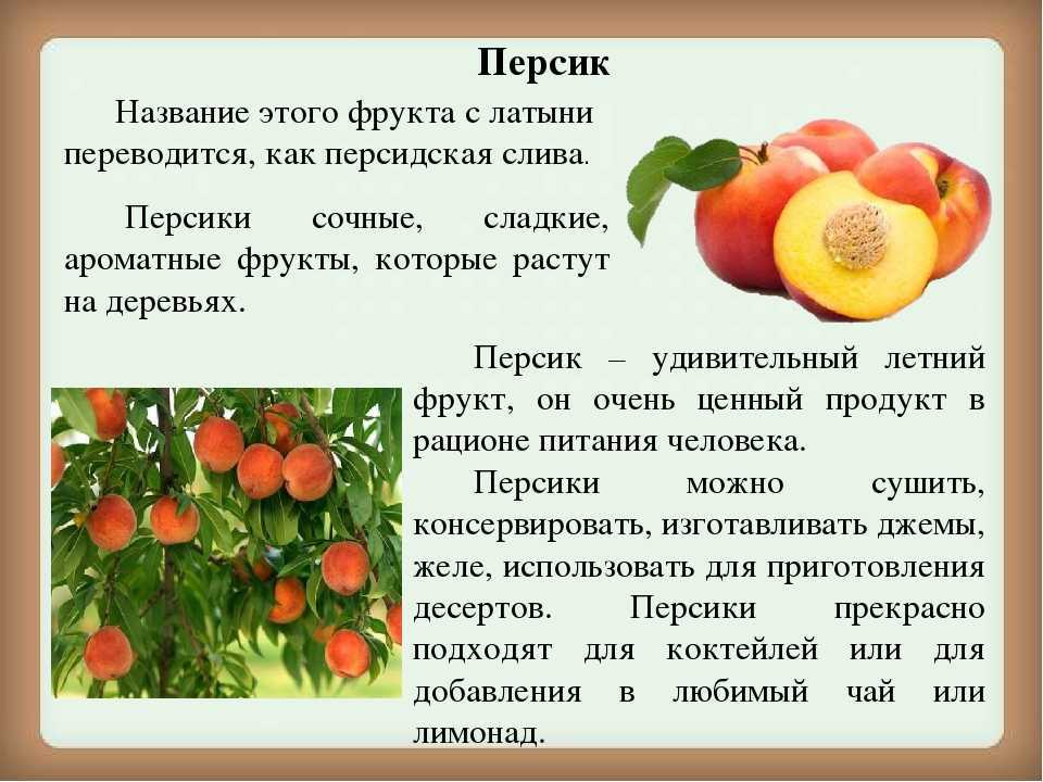 Персик: как выглядит, как и где растет и как цветет, сколько лет плодоносит персиковое дерево