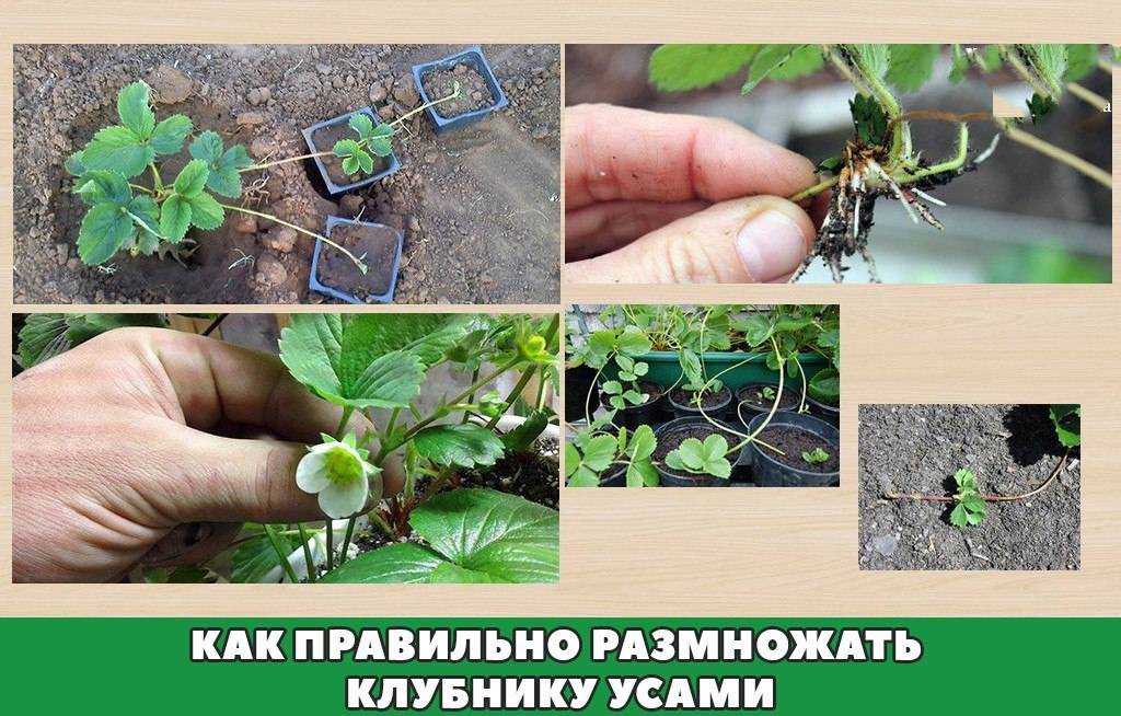 Посадка клубники осенью в открытый грунт усами схема, расстояние