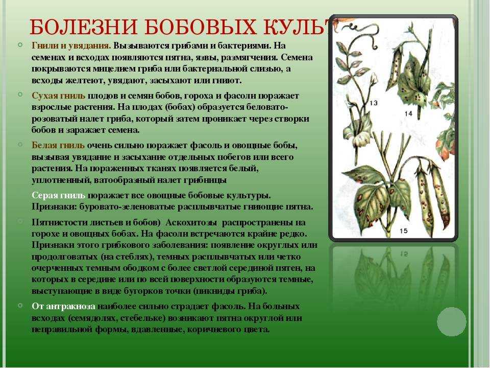 Фузариоз — признаки и меры борьбы | wikibotanika.ru