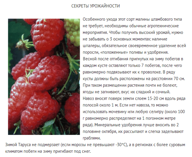 Малина таруса: описание сорта малины, уход, размножение, посадка