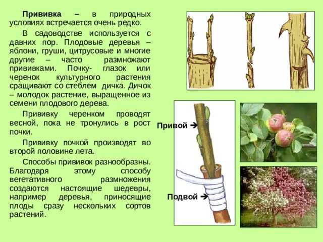 Опасное соседство для садовых культур. совместимость плодовых деревьев и ягодных кустарников. таблица — ботаничка