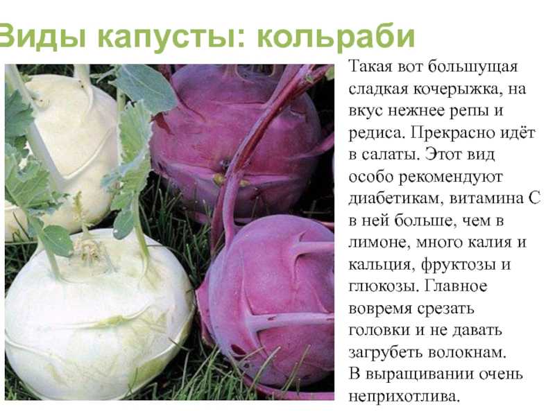 Как вырастить кольраби на даче – попробуйте «космическую капусту»!