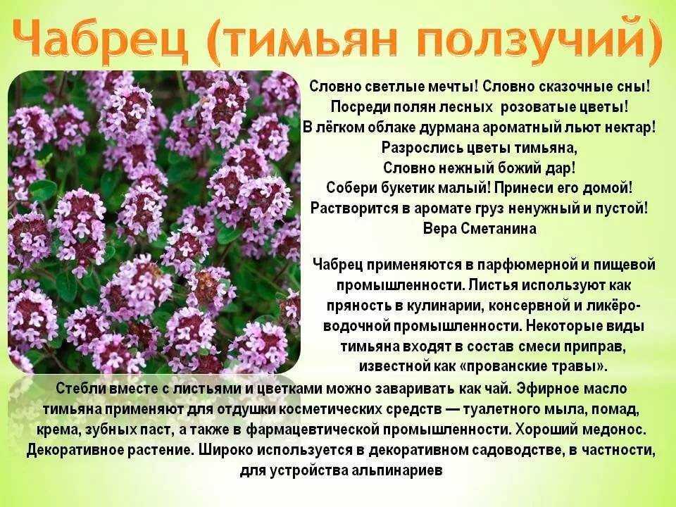Чабрец – душистая приправа с магическими свойствами