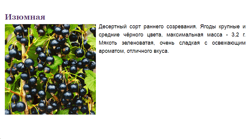 Сорт смородины изюмная отзывы