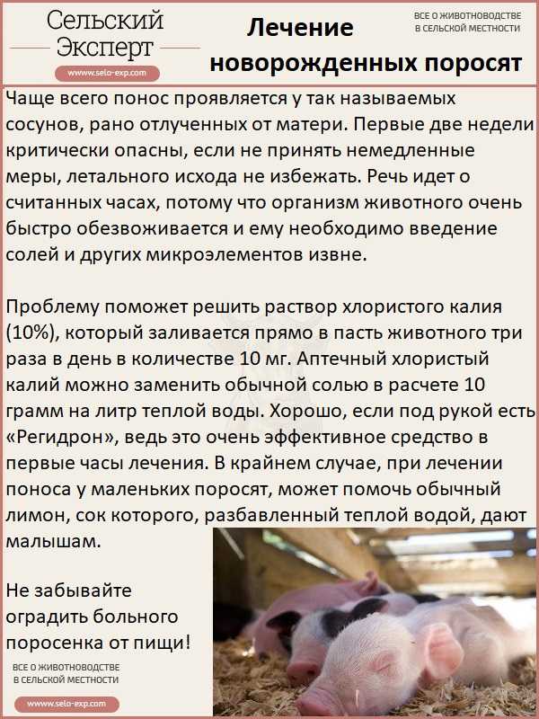 Расстройство у поросят: чем лечить понос и что делать, народные средства