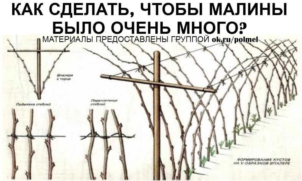 Крыжовник осенью: посадка и уход в саду, обрезка, пересадка, подкормка