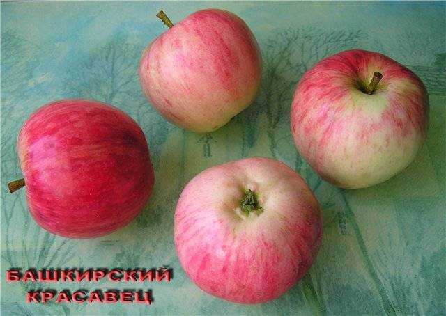 Зимостойкая яблоня башкирский красавец