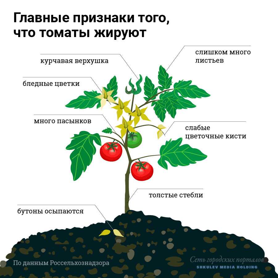 Помидоры жируют: что делать и предпринять, чтобы не жировали в теплице и открытом грунте