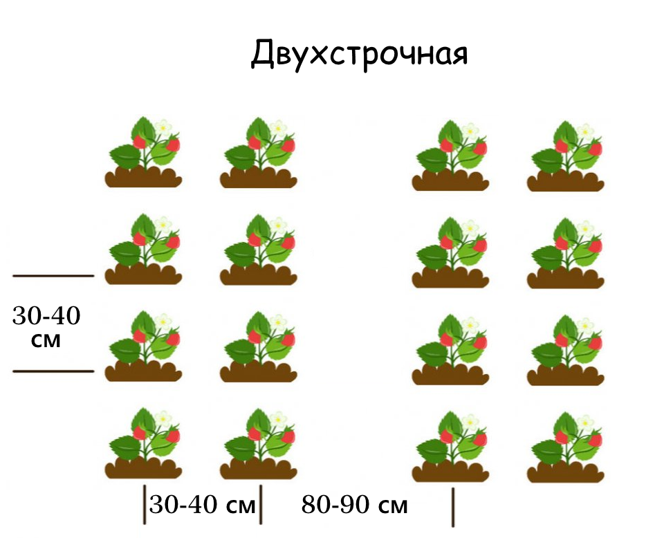 Почва для клубники: обработка перед посадкой и состав
