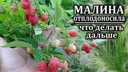 Уход за малиной весной на даче: обработка от вредителей