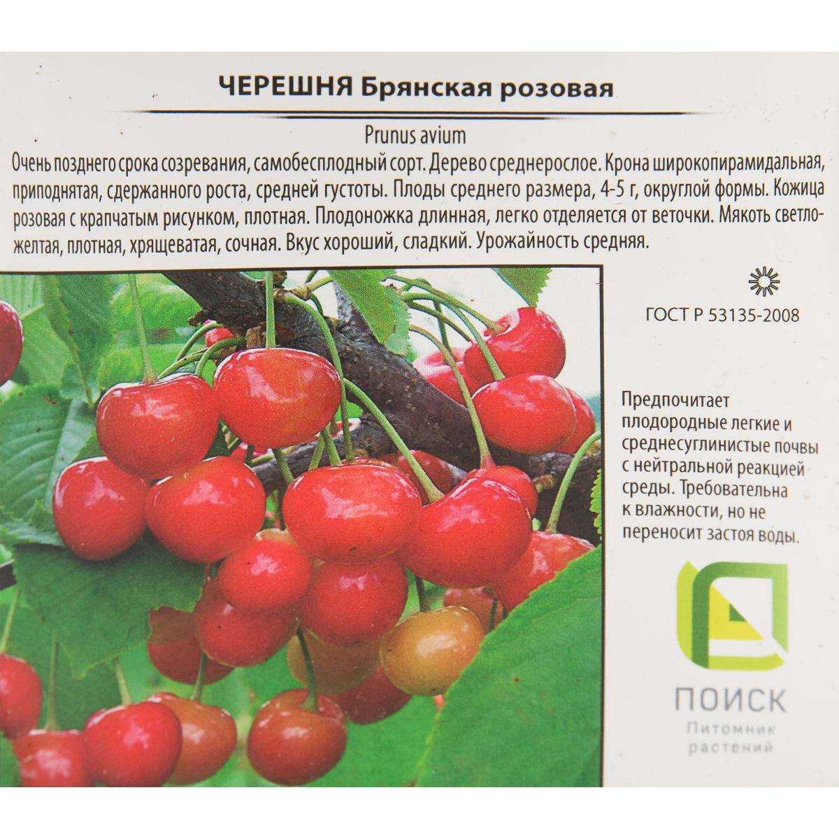 Черешня овстуженка: описание и характеристика сорта, посадка и уход, фото