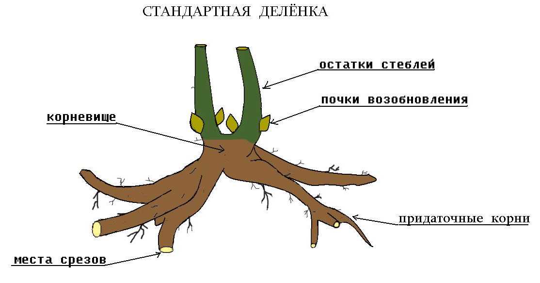 Как размножаются пионы: как вырастить пион из семян, саженца, делением куста