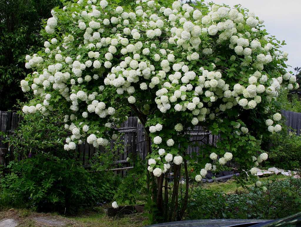 Калина обыкновенная `розеум`, viburnum opulus `roseum`