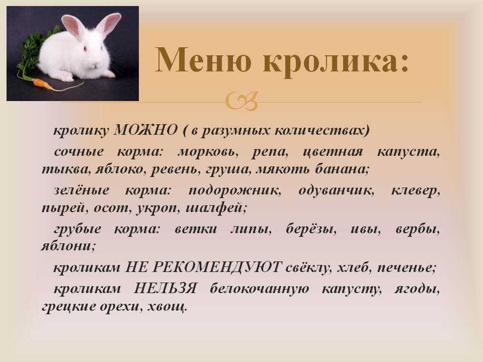 Чем кормить декоративного кролика — список что не едят и что можно давать питомцам