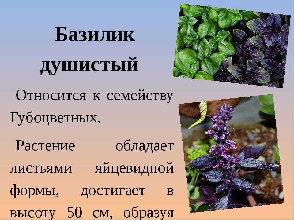Базилик фиолетовый: сорта, лечебные свойства и противопоказания, применение, чем полезен для организма, фото