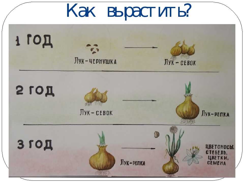 Выращивание лука-севка из семян