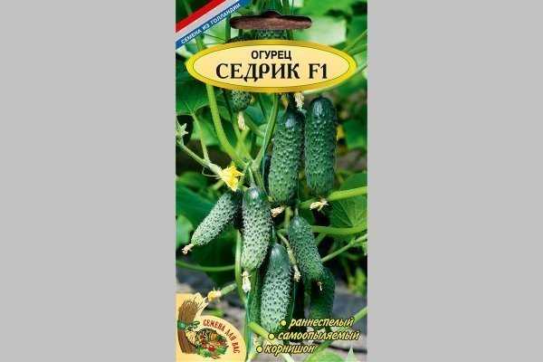 Огурец седрик – гибрид, покоривший российские теплицы
