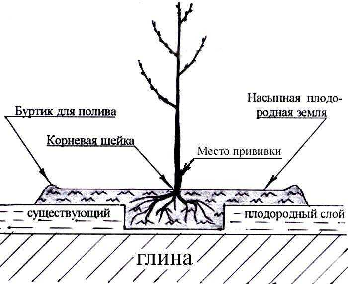 Посадка яблони весной в открытый грунт: сроки, как правильно сажать (фото)    :: клео.ру