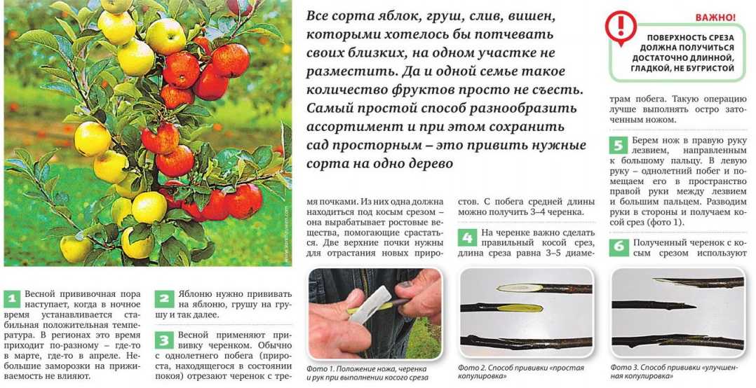 Прививка яблони летом: окулировка за кору. мастер-класс на supersadovnik.ru
