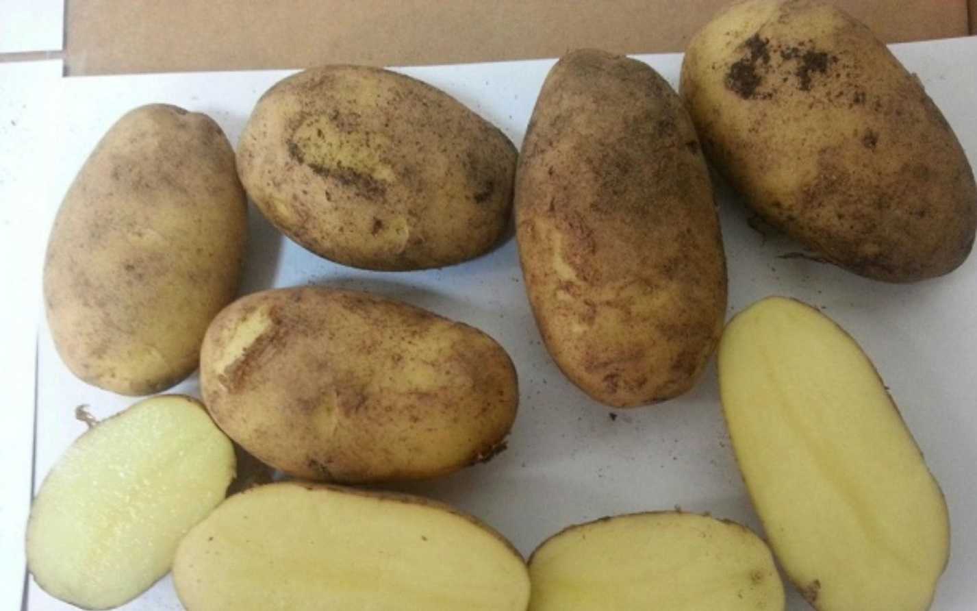 Картофель зорачка: описание и характеристика сорта, агротехника посадки и ухода