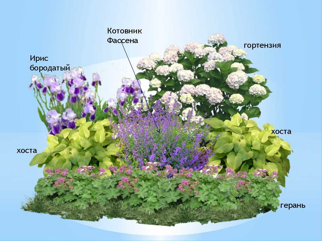 Клумба с пионами — сочетание растений в цветнике