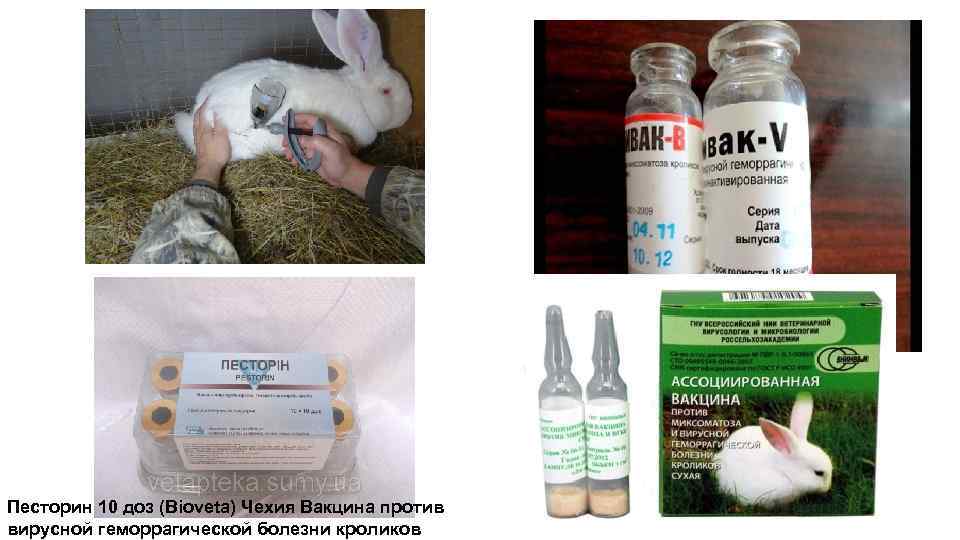 Болезни глаз у кроликов и их лечение