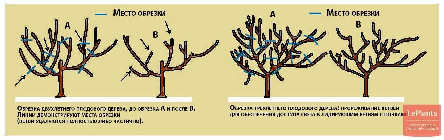 Обрезка яблони летом: схема и советы о том, как обрезать правильно