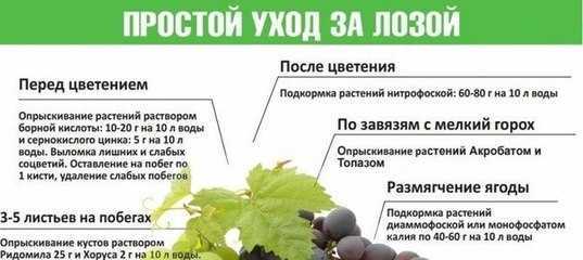 Как часто нужно поливать виноград, чтоб лоза хорошо развивалась и дала хороший урожай