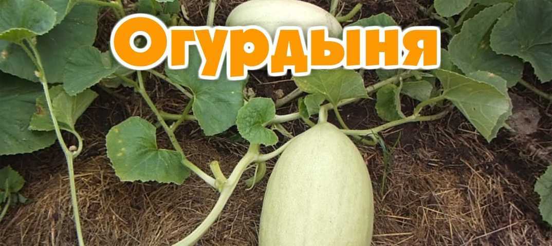 Огурдыня: выращивание и уход, чем полезна, как едят, отзывы, фото