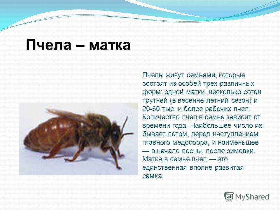 Сколько живет пчела (рабочая медоносная, трутень, матка): в ульях, в природе, после укуса