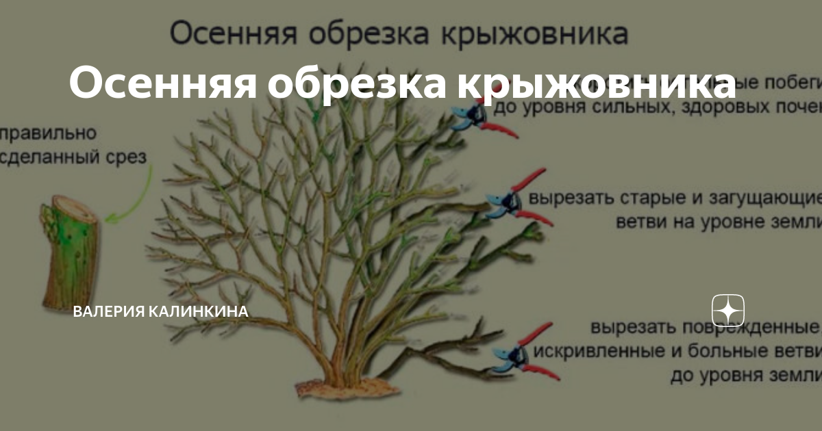 Обработка крыжовника весной от болезней и вредителей на участке