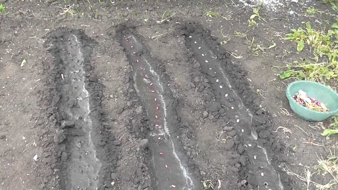 Когда и как правильно сажать фасоль семенами в открытый грунт: сроки, правила, схемы