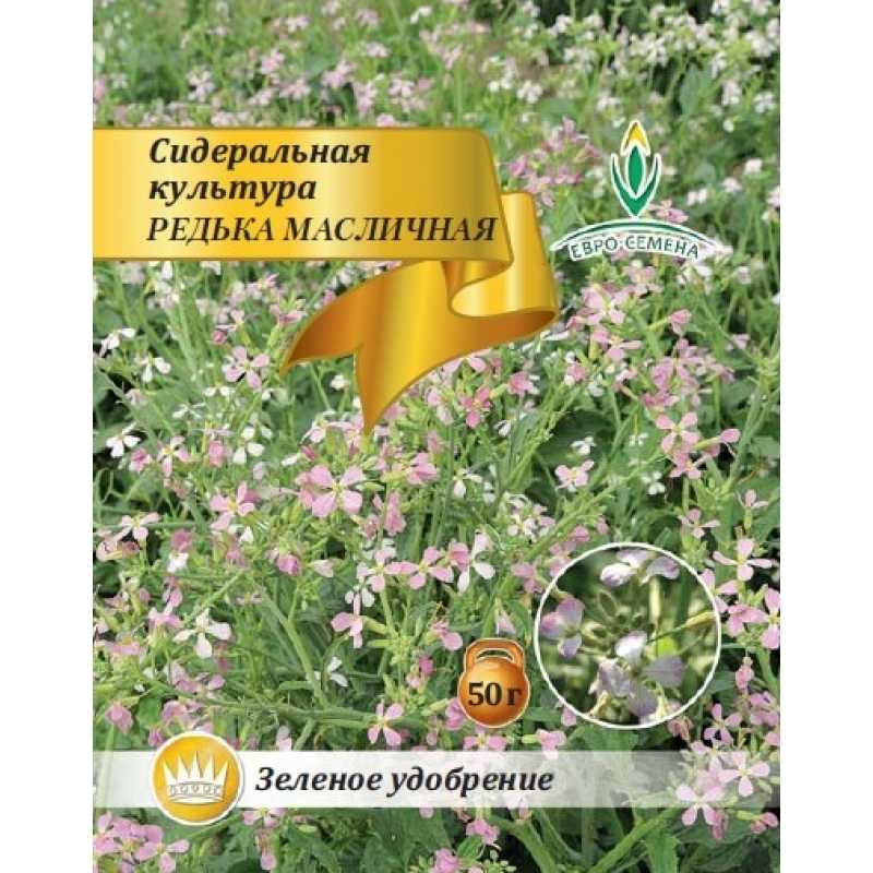 Масличная редька в качестве сидерата для улучшения плодородия почвы
