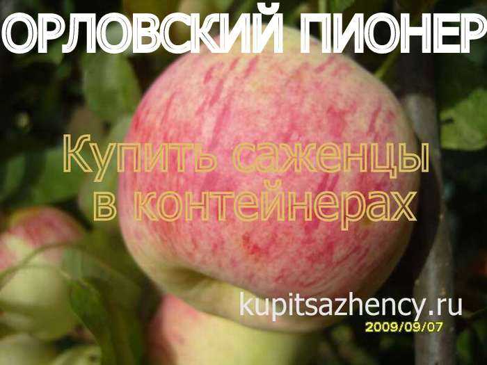 Яблоня орловский пионер — описание сорта, фото, отзывы