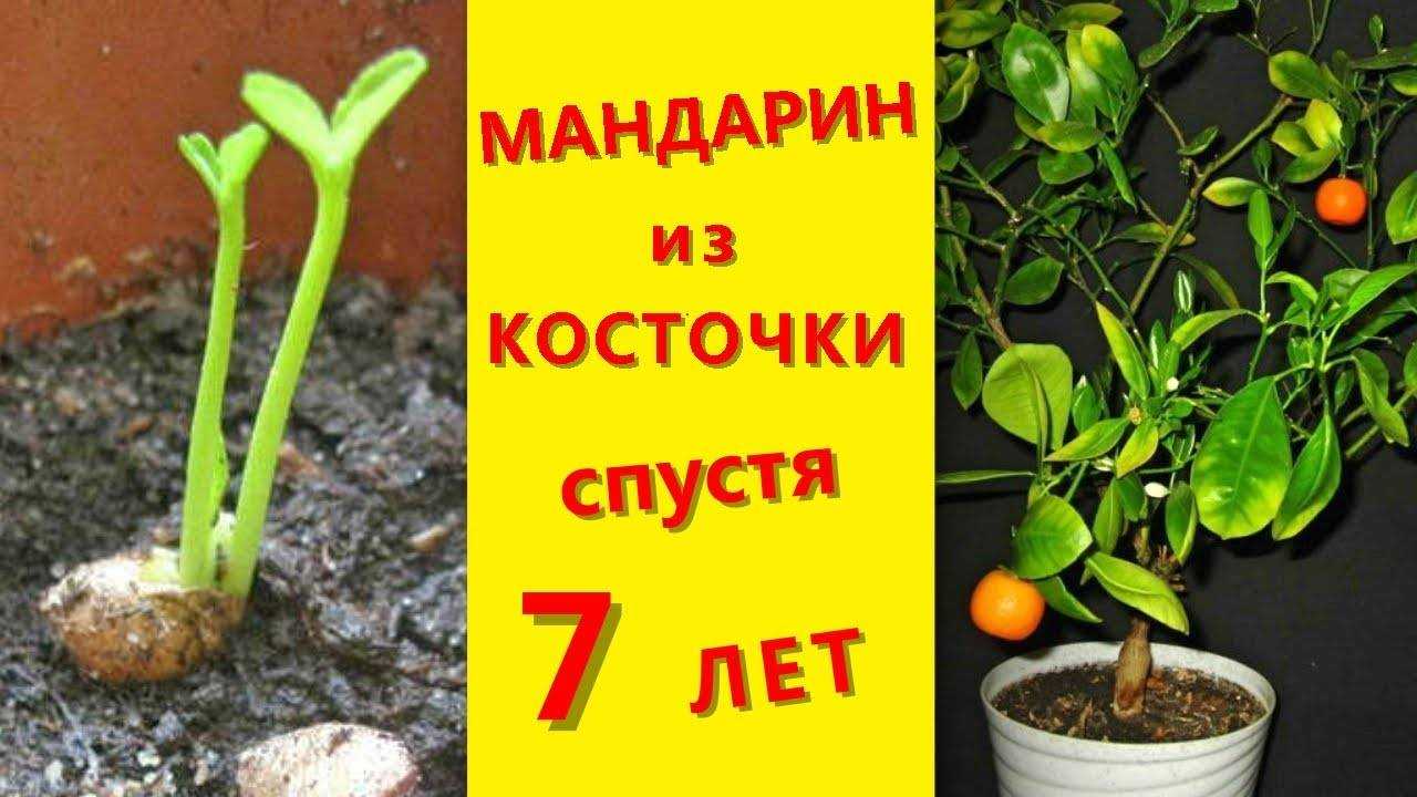 Апельсиновое дерево в домашних условиях - выращивание в горшке, уход