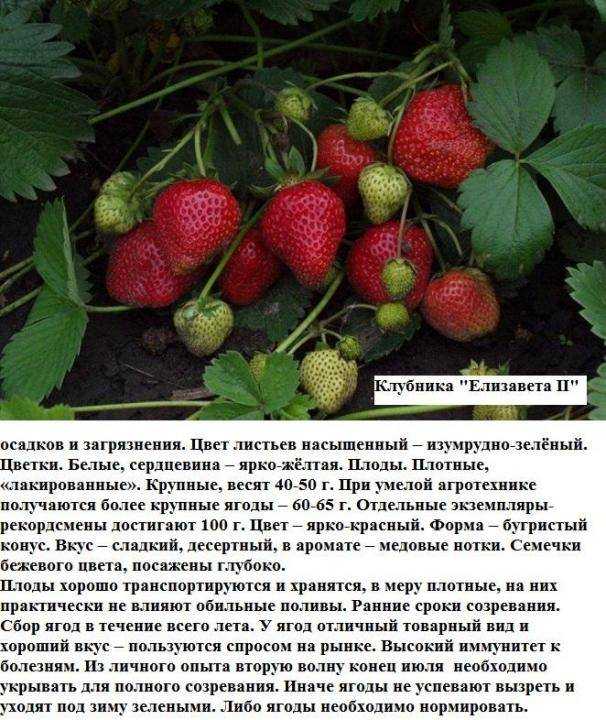 Клубника соната: описание сорта и характеристики, выращивание и размножение с фото