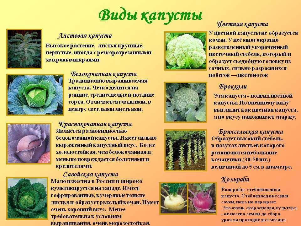 Как сажать кольраби: посадка и уход в открытом грунте, выращивание