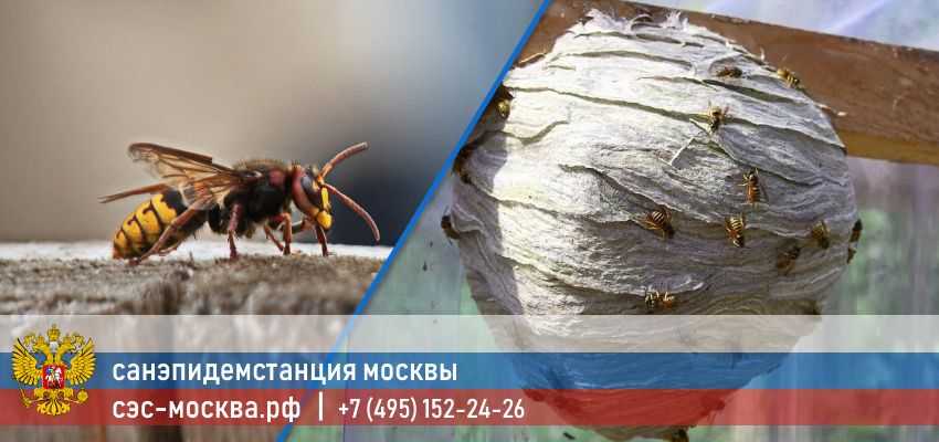 Как правильно убрать гнездо шершней на чердаке