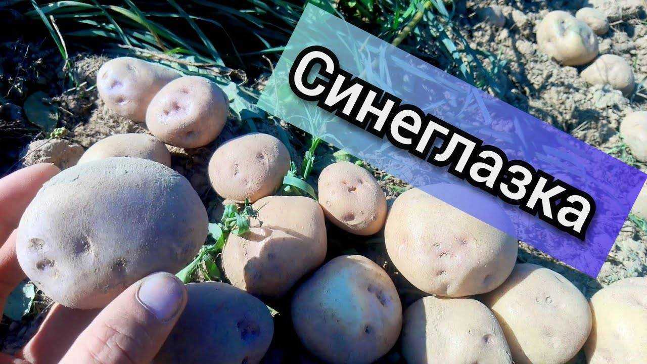 Картофель синеглазка: отзывы, фото, описание сорта