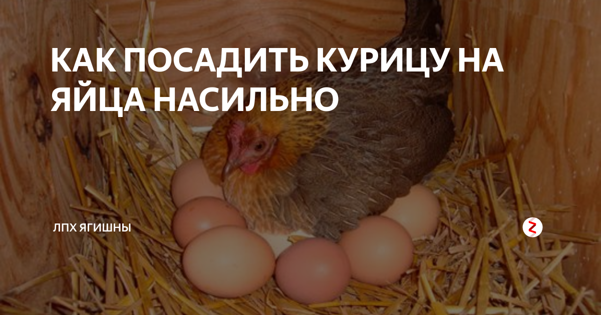 Чем кормить кур чтобы не клевали яйца